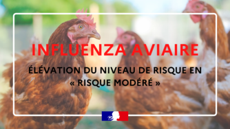 Influenza aviaire : élévation du niveau de risque en « risque modéré »